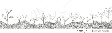 植物の発芽の手描きイラスト素材 106567886