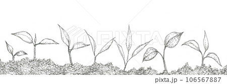 植物の発芽の手描きイラスト素材 106567887