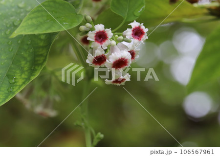 夏の野原に中心部が赤紅色の白い小花を咲かせるヘクソカズラの花 106567961