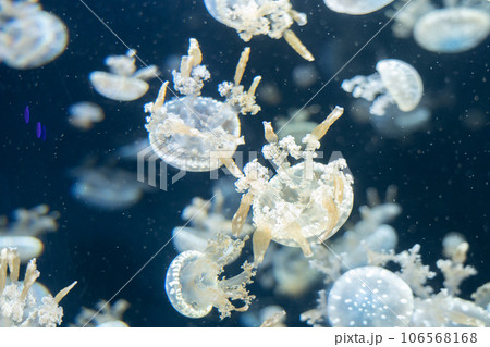 Variety of jellyfish in aquarium tank. Variety of jellyfish in aquarium tank. 106568168