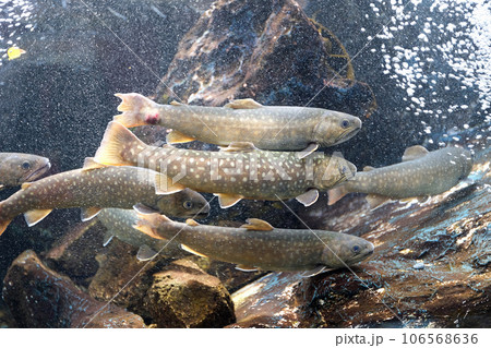 渓流のゴギ 106568636