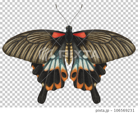 Realistic watercolor butterfly Papilio Memnon Heronus isolated transparent background 106569231