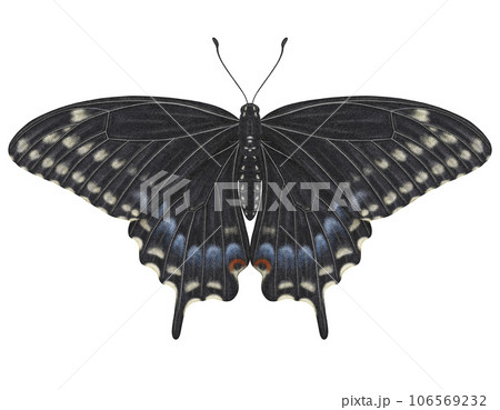 Realistic watercolor butterfly Papilio Polyxenes isolated transparent background 106569232