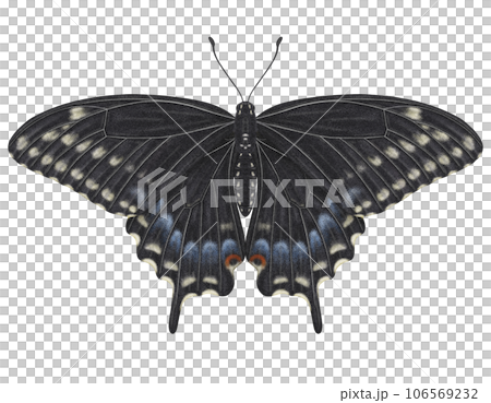 Realistic watercolor butterfly Papilio Polyxenes isolated transparent background 106569232
