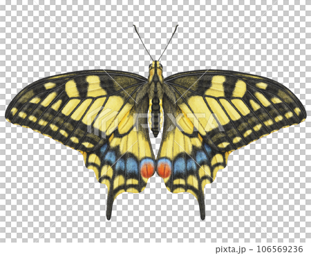 Realistic watercolor butterfly Papilio Machaon isolated transparent background Realistic watercolor butterfly Papilio Machaon isolated transparent background 106569236