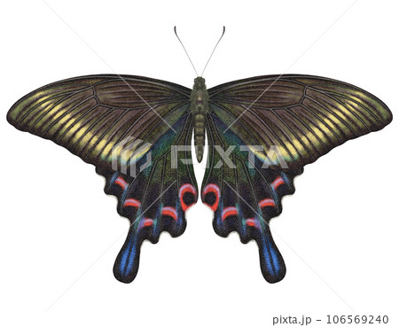 Realistic watercolor butterfly Papilio Maackii isolated with transparent background 106569240