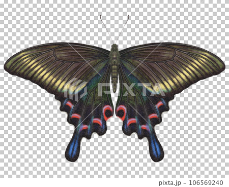 Realistic watercolor butterfly Papilio Maackii isolated with transparent background 106569240
