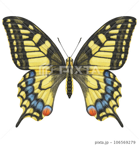 Realistic watercolor butterfly Papilio Machaon front view isolated  106569279