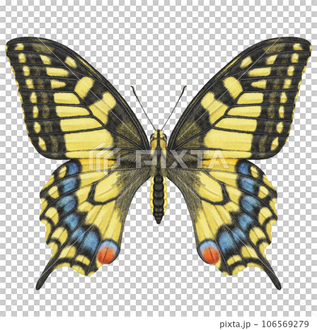 Realistic watercolor butterfly Papilio Machaon front view isolated  106569279