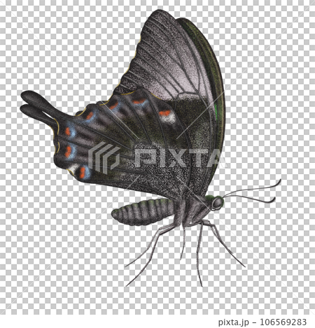 Realistic watercolor butterfly Papilio Palinurus isolated side view Realistic watercolor butterfly Papilio Palinurus isolated side view 106569283