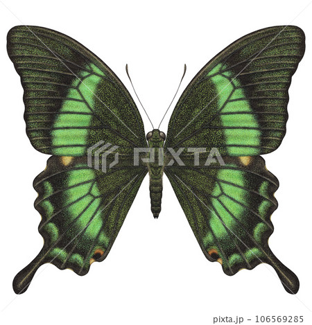 Realistic watercolor butterfly Papilio Palinurus isolated front view 106569285