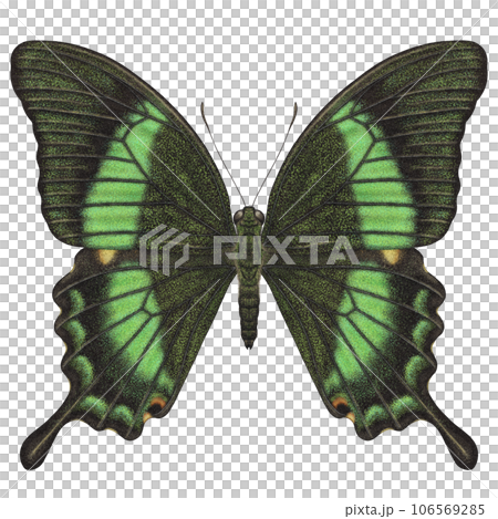 Realistic watercolor butterfly Papilio Palinurus isolated front view 106569285