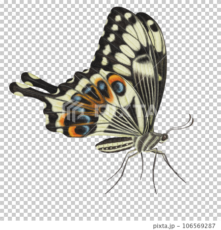 Realistic watercolor butterfly Papilio Ophidicephalus side view isolated  106569287