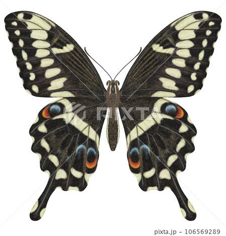 Realistic watercolor butterfly Papilio Ophidicephalus front view isolated transparent background 106569289