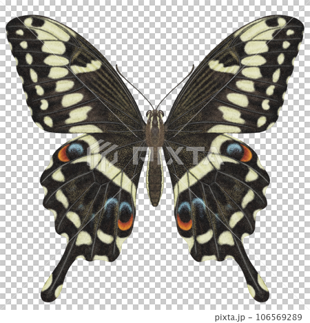 Realistic watercolor butterfly Papilio Ophidicephalus front view isolated transparent background Realistic watercolor butterfly Papilio Ophidicephalus front view isolated transparent background 106569289