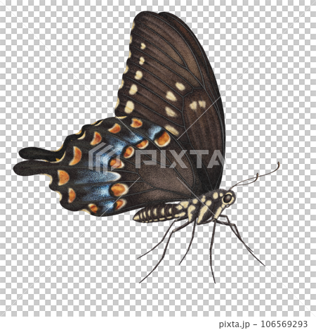 Realistic watercolor butterfly Papilio Troilus side view with transparent background isolated 106569293