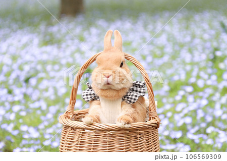 ネモフィラとうさぎ 106569309