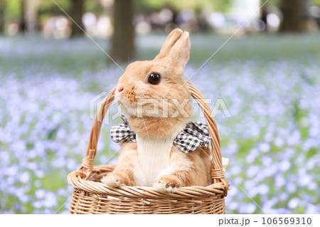 ネモフィラとうさぎ 106569310