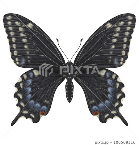 Realistic watercolor butterfly Papilio Polyxenes front view isolated  106569316