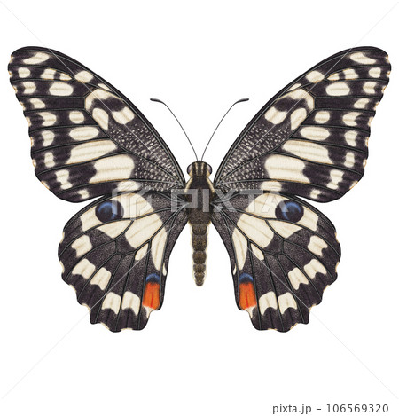 Realistic watercolor butterfly Papilio Demoleus front view isolated  106569320