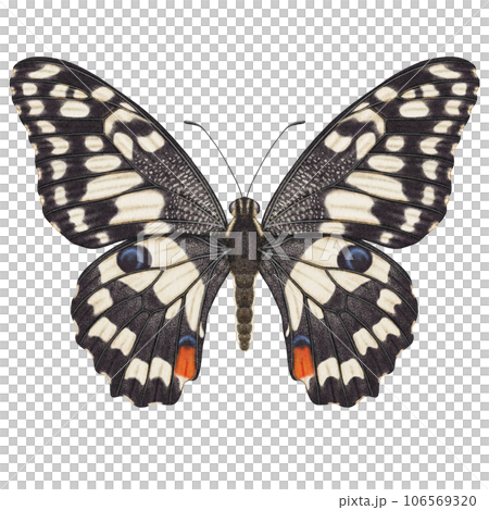 Realistic watercolor butterfly Papilio Demoleus front view isolated  106569320