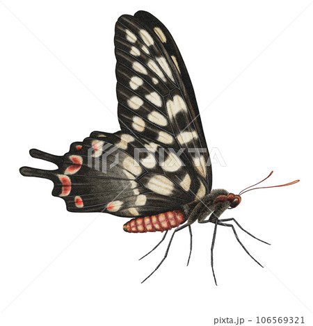 Realistic watercolor butterfly Papilio Antenor side view isolated  106569321