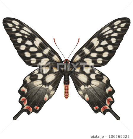 Realistic watercolor butterfly Papilio Antenor front view isolated  106569322