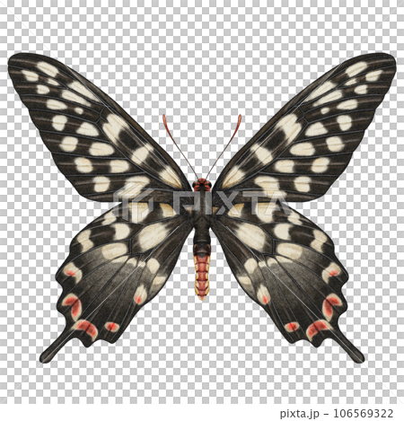 Realistic watercolor butterfly Papilio Antenor front view isolated  106569322