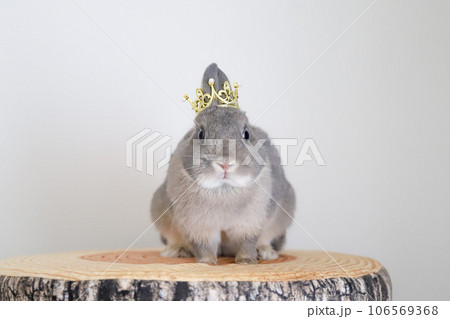 王冠を被ったうさぎ 106569368