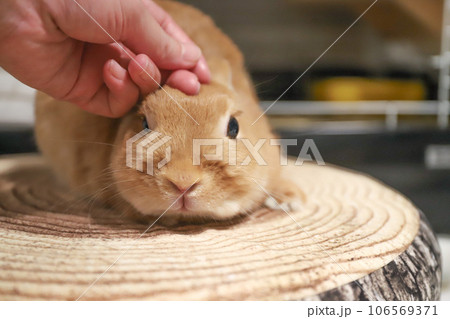 なでられるうさぎ 106569371