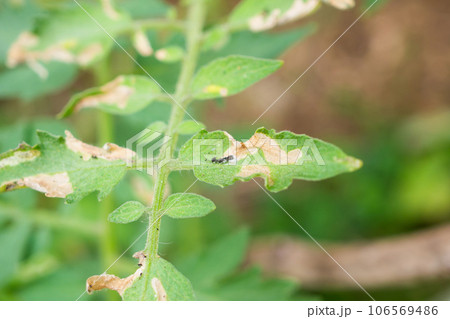 Tomatoes plant with disease on leaves in vegetable garden 106569486