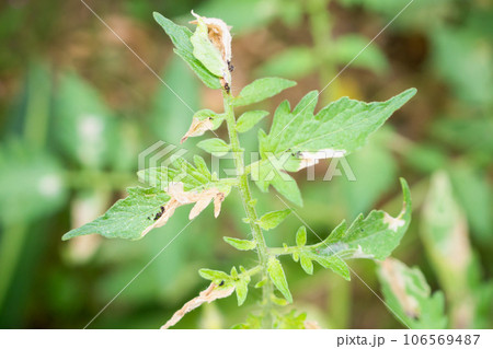 Tomatoes plant with disease on leaves in vegetable garden Tomatoes plant with disease on leaves in vegetable garden 106569487