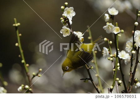 梅とメジロ 106570031