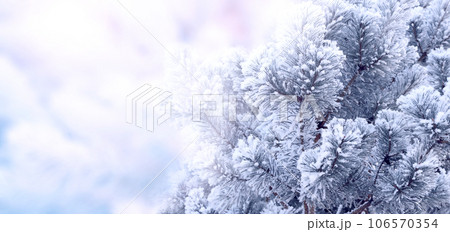 Horizontal Christmas banner with branch of pine-tree (Scotch fir) on abstract backdrop. Holiday xmas background with fir tree. Copy space for text. Photo toned in pink and blue color Horizontal Christmas banner with branch of pine-tree (Scotch fir) on abstract backdrop. Holiday xmas background with fir tree. Copy space for text. Photo toned in pink and blue color 106570354