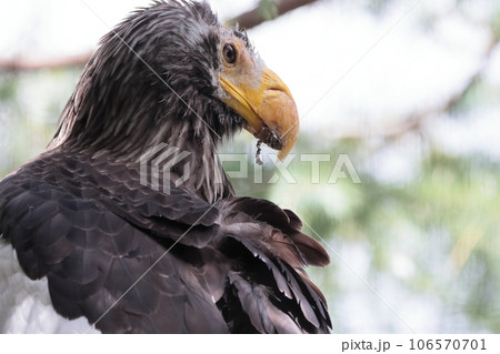 オオワシ 106570701
