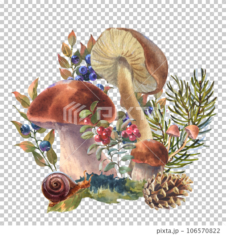 Watercolor illustration forest boletus mushrooms with dry leaf, forest plant, cones and spruce branch. Hand drawn iluustration, Isolated on a white background Watercolor illustration forest boletus mushrooms with dry leaf, forest plant, cones and spruce branch. Hand drawn iluustration, Isolated on a white background 106570822
