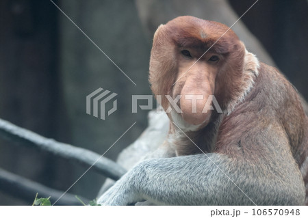 テングザル 106570948