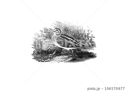 精密描写の木版画で描かれたThe jacksnipeジャックスナイプ 106570977