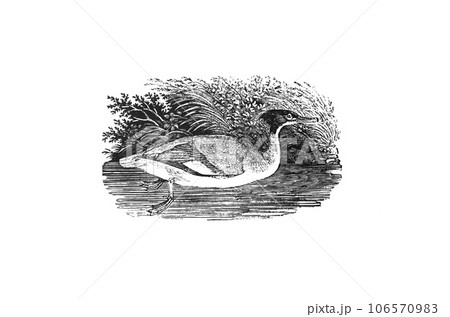 精密描写の木版画で描かれたThe dun diverデュンダイバー 106570983