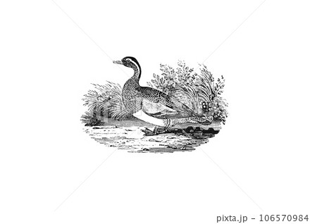精密描写の木版画で描かれたThe garganeyガーガニー 106570984