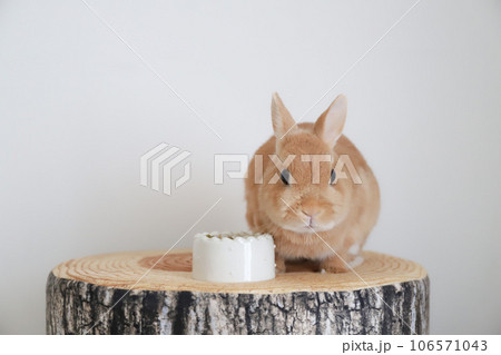 切り株の上のうさぎ 切り株の上のうさぎ 106571043