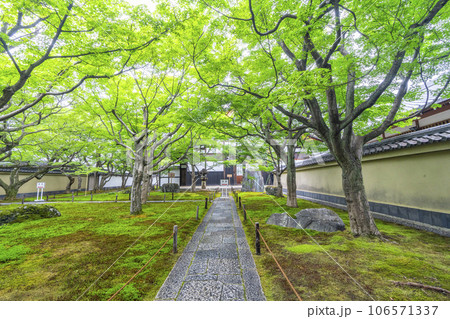 京都・紫野　大徳寺　黄梅院　表門入ってすぐの苔庭 106571337
