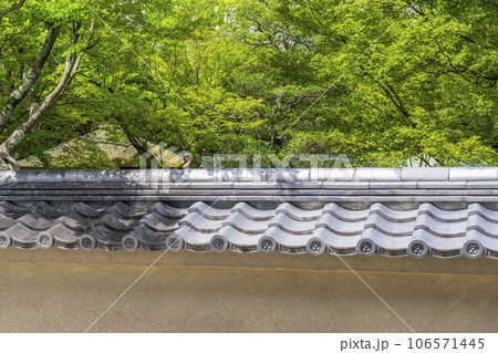京都・紫野　大徳寺黄梅院　青もみじと土塀 106571445