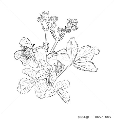 Strawberry bush on branches, berries, flowers and leaves. Vector illustration drawn by hand. Sketch for design of packaging, labels, decor, paper materials and logo, art books 106571665