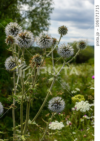 Close up selective focus of Great globe thistle, known as Echinops sphaerocephalus and Glandular globe thistle Close up selective focus of Great globe thistle, known as Echinops sphaerocephalus and Glandular globe thistle 106571715