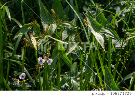 Closeup of arrowhead flower. Sagittaria sagittifolia plant 106571729