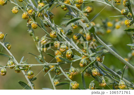 Wormwood green grey leaves with beautiful yellow flowers. Artemisia absinthium absinthium, absinthe wormwood flowering plant, closeup macro 106571761