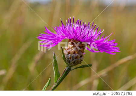 Centaurea jacea, the Brown Knapweed, known also as Brown-rayed Knapweed, Brownray Knapweed and Hardheads Centaurea jacea, the Brown Knapweed, known also as Brown-rayed Knapweed, Brownray Knapweed and Hardheads 106571762