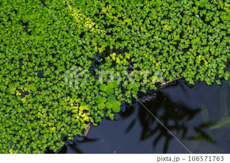 Duckweed - Cultivation of duckweed. Lemna trisulca Duckweed - Cultivation of duckweed. Lemna trisulca 106571763