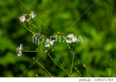 Phreatophyte. American water plantain Alisma plantago-aquatica in swampy-forest river water. Northeast Europe grow on river bank washed away by current, spring water erosion 106571764